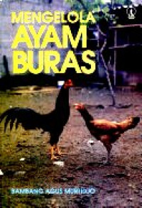 Mengelola ayam buras